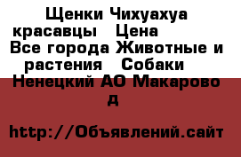 Щенки Чихуахуа красавцы › Цена ­ 9 000 - Все города Животные и растения » Собаки   . Ненецкий АО,Макарово д.